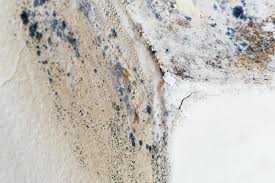 Best Mold Damage Restoration  in Jackson, MN